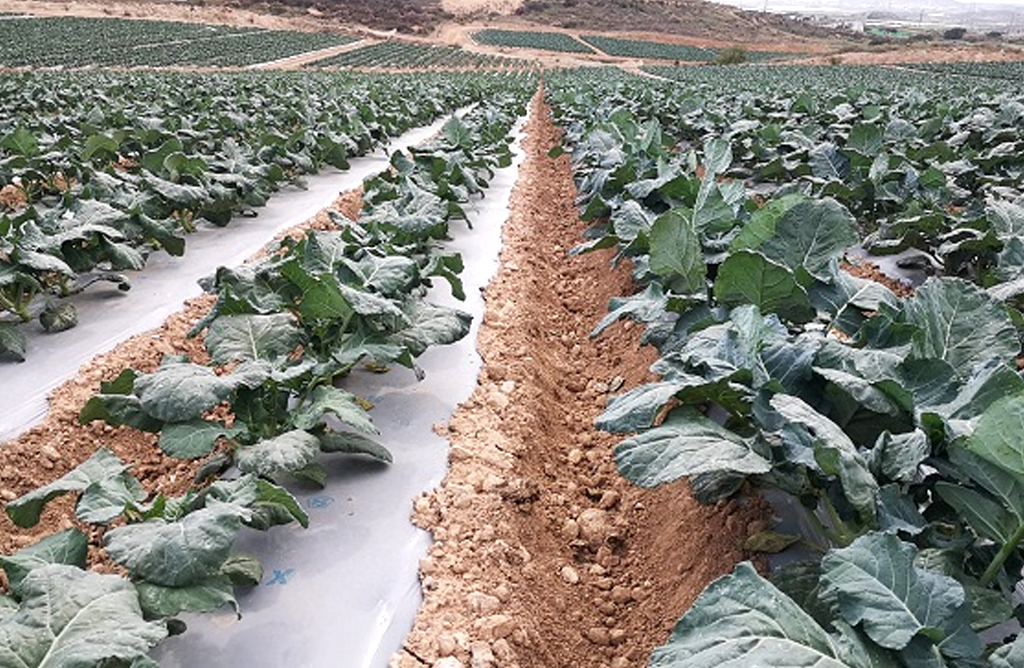 Las ayudas por fertilizantes dan la espalda a la amplia mayora de los agricultores